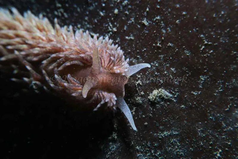 Aeolidia papillosa - Lyngsbo Strand - Foto: HP Ølgaard