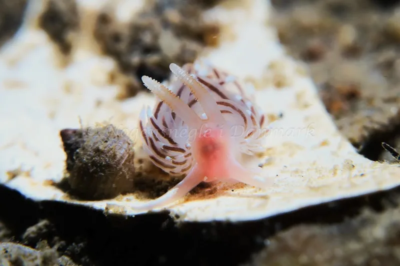 Facelina bostoniensis - Lyngsbo Strand - Foto: HP Ølgaard