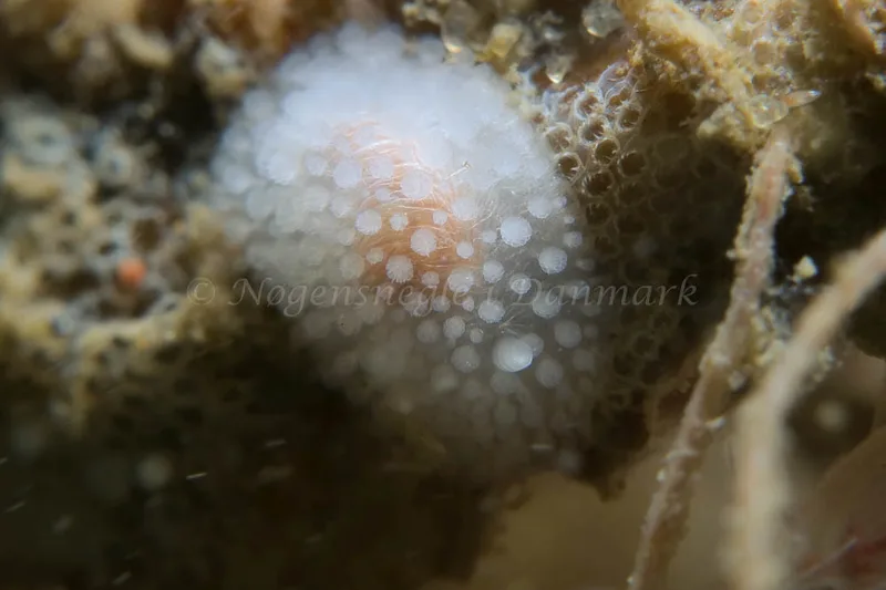 Onchidoris muricata - Lyngsbo Strand - Foto: HP Ølgaard