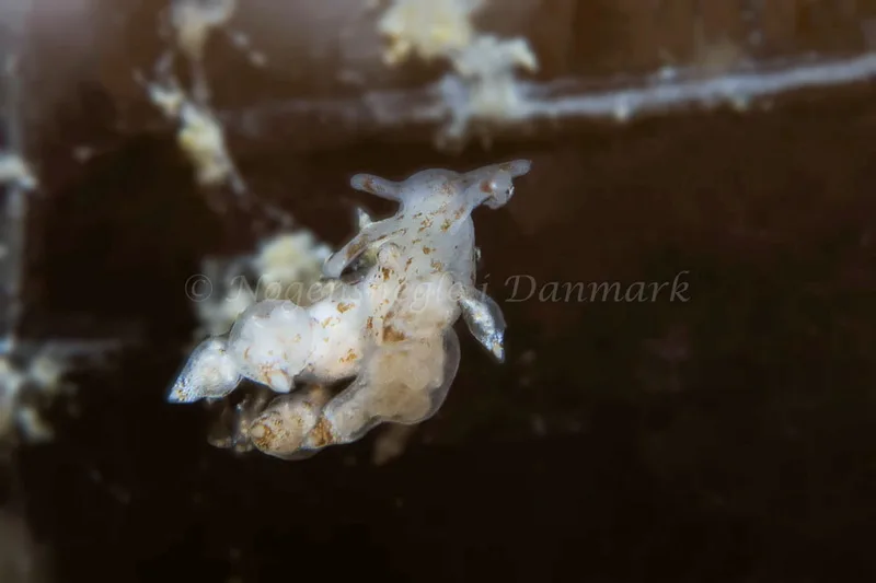 Eubranchus scintillans - Lyngsbo Strand - Foto: HP Ølgaard