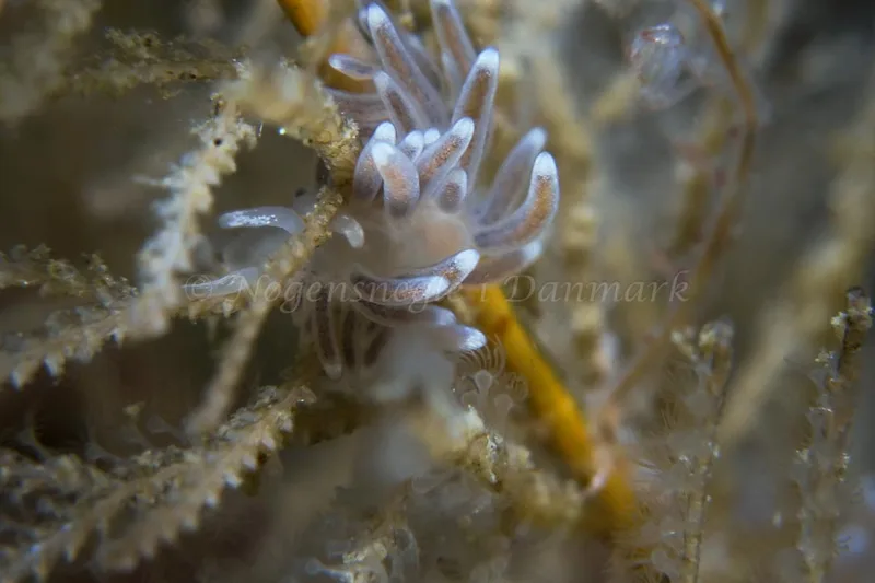 Cuthonella concinna - Lyngsbo Strand - Foto: HP Ølgaard