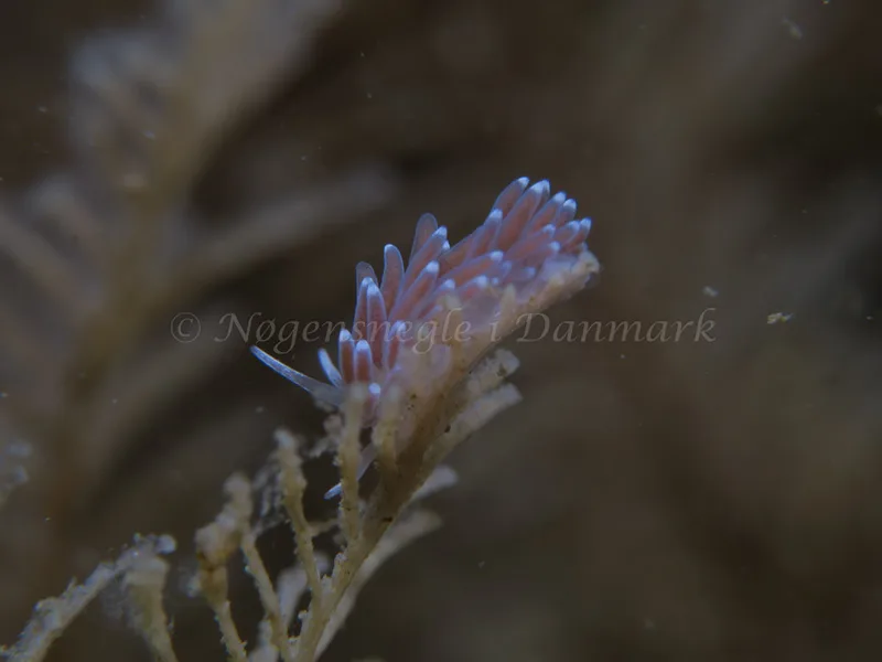 Cuthonella concinna - Ammoniakhavnen - Foto: HP Ølgaard