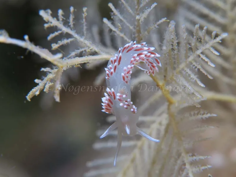 Coryphella verrucosa - Ammoniakhavnen - Foto: HP Ølgaard