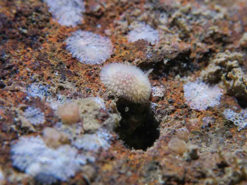 Onchidoris muricata - Ammoniakhavnen - Foto: HP Ølgaard