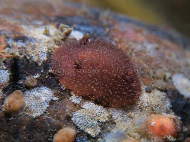 Acanthodoris pilosa - Ammoniakhavnen - Foto: HP Ølgaard