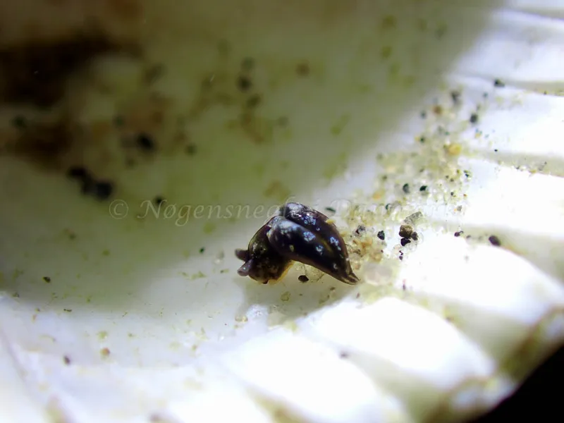 Elysia viridis - Lyngsbo Strand - Foto: Laurits Larsen