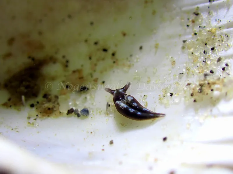 Elysia viridis - Lyngsbo Strand - Foto: Laurits Larsen