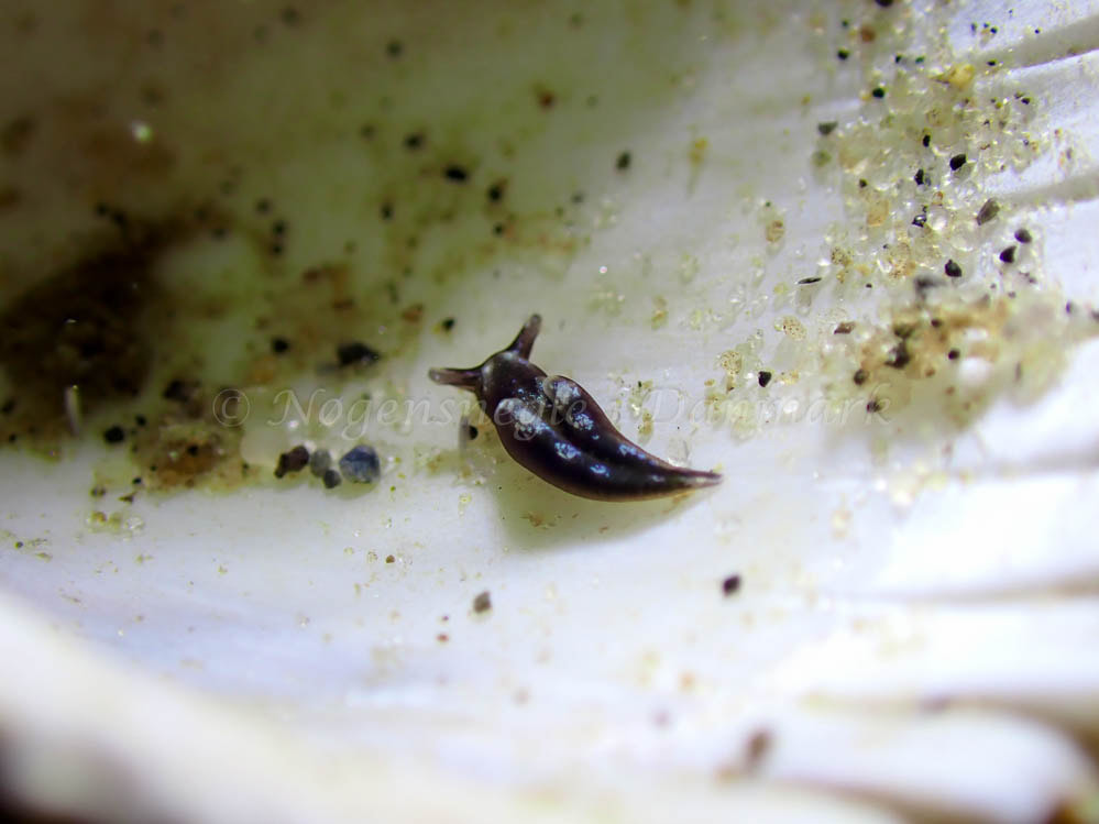 Elysia viridis - Lyngsbo Strand - Foto: Laurits Larsen
