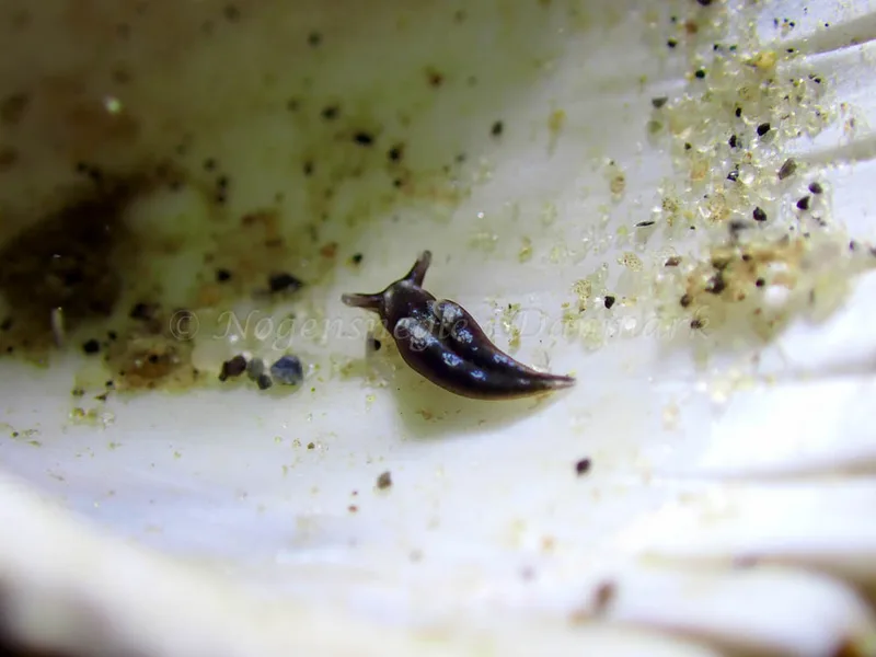 Elysia viridis - Lyngsbo Strand - Foto: Laurits Larsen