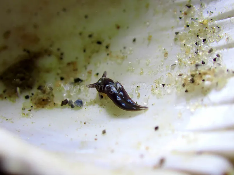 Elysia viridis - Lyngsbo Strand - Foto: Laurits Larsen