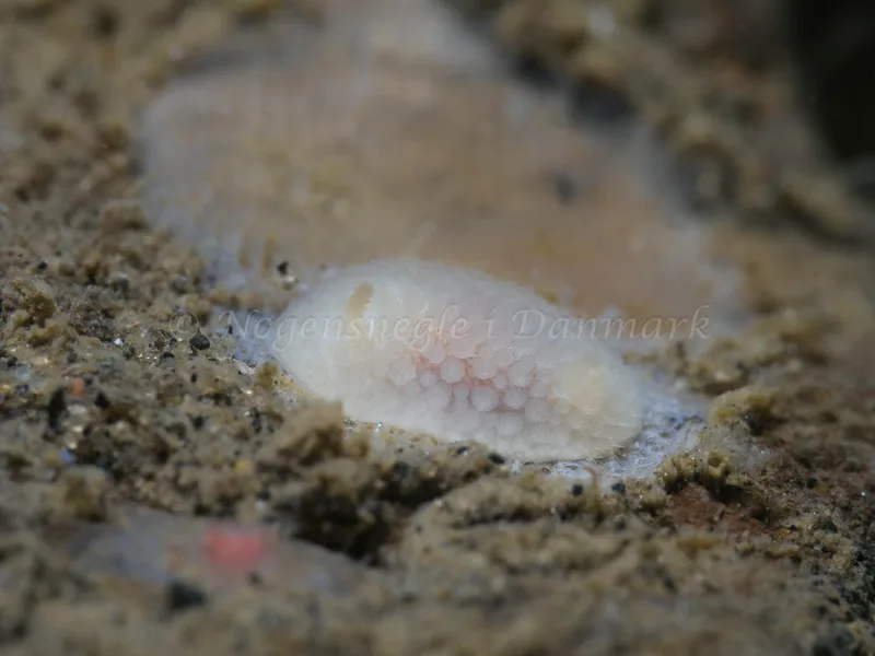 Onchidoris muricata - Ammoniakhavnen - Foto: HP Ølgaard