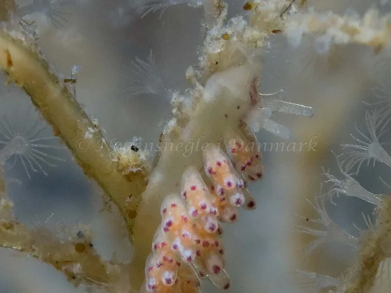 Doto coronata - Ammoniakhavnen - Foto: HP Ølgaard