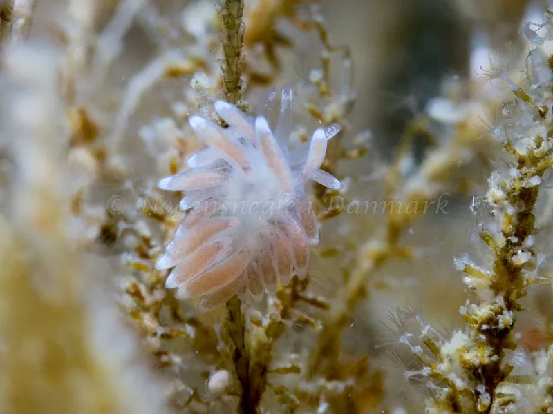 Cuthonella concinna - Ammoniakhavnen - Foto: HP Ølgaard