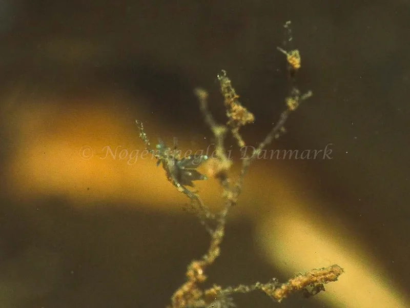 Amphorina viriola - Kollund Mole - Foto: Jens Egon Jørgensen