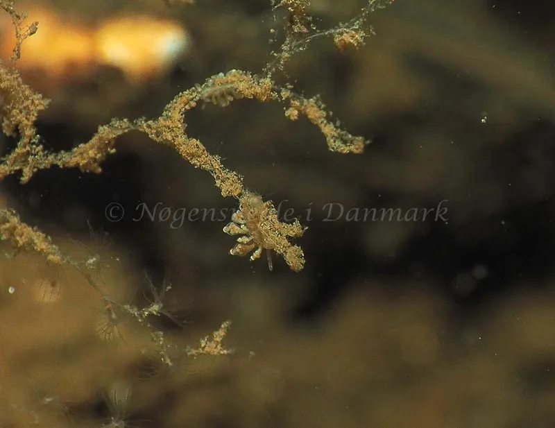 Eubranchus scintillans - Kollund Mole - Foto: Jens Egon Jørgensen