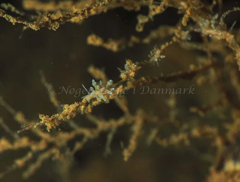 Eubranchus rupium - Kollund Mole - Foto: Jens Egon Jørgensen
