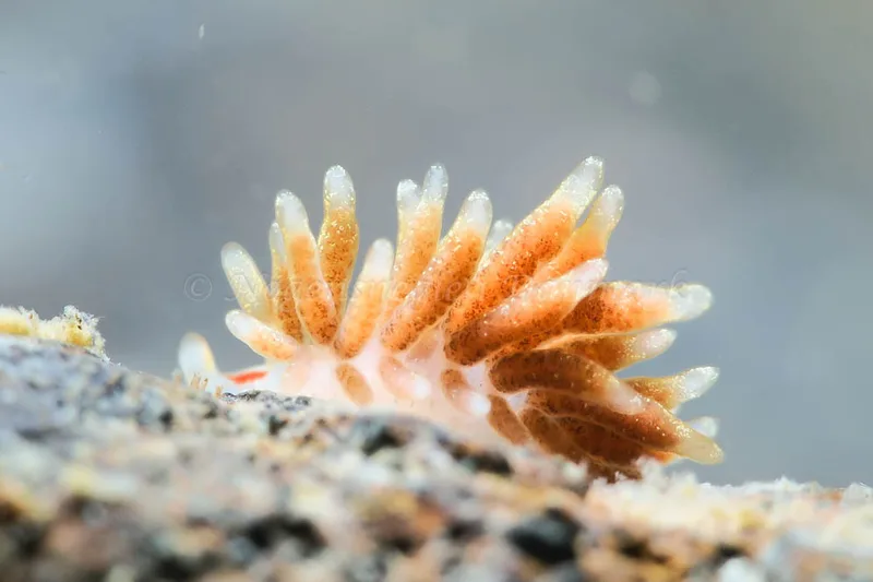 Trinchesia foliata - Ammoniakhavnen - Foto: HP Ølgaard