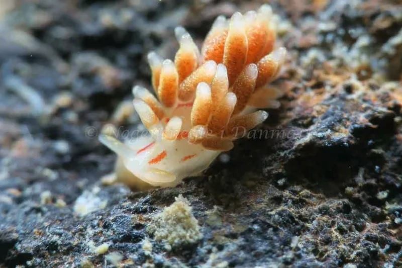 Trinchesia foliata - Ammoniakhavnen - Foto: HP Ølgaard
