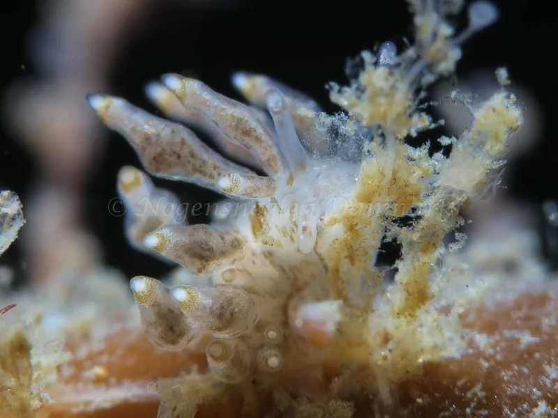 Eubranchus scintillans - Ammoniakhavnen - Foto: HP Ølgaard