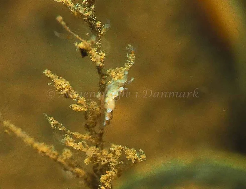 Eubranchus rupium - Kollund Mole - Foto: Jens Egon Jørgensen