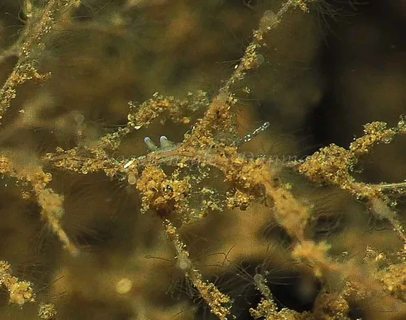 Eubranchus rupium - Kollund Mole - Foto: Jens Egon Jørgensen