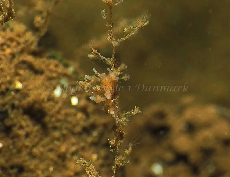 Eubranchus scintillans - Kollund Mole - Foto: Jens Egon Jørgensen