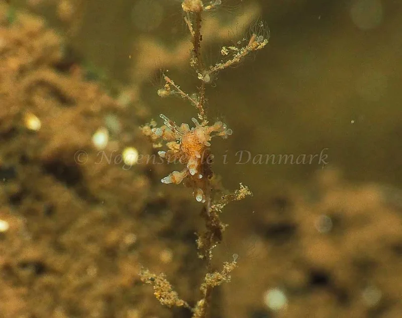 Eubranchus scintillans - Kollund Mole - Foto: Jens Egon Jørgensen