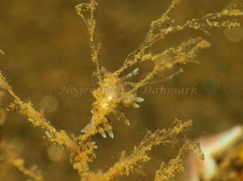 Eubranchus rupium - Kollund Mole - Foto: Jens Egon Jørgensen