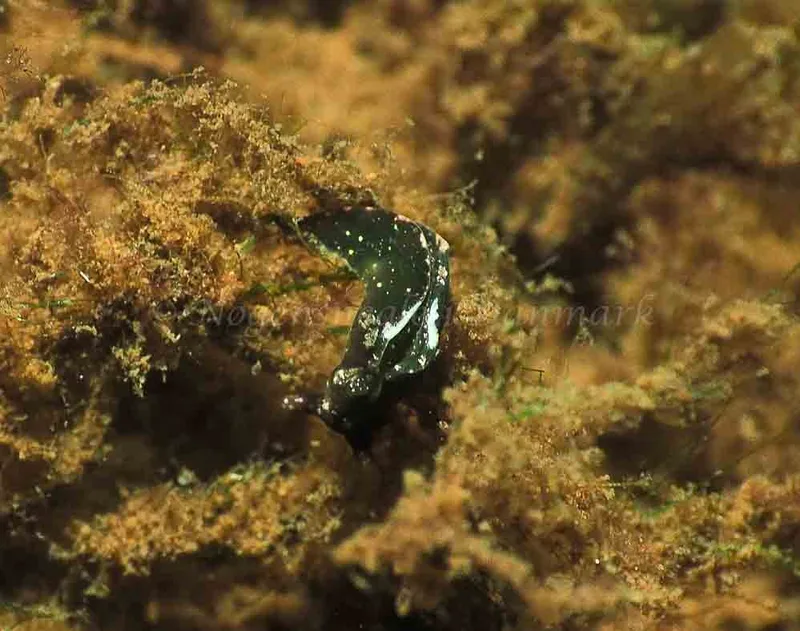 Elysia viridis (Saccoglossa) - Kollund Mole - Foto: Jens Egon Jørgensen