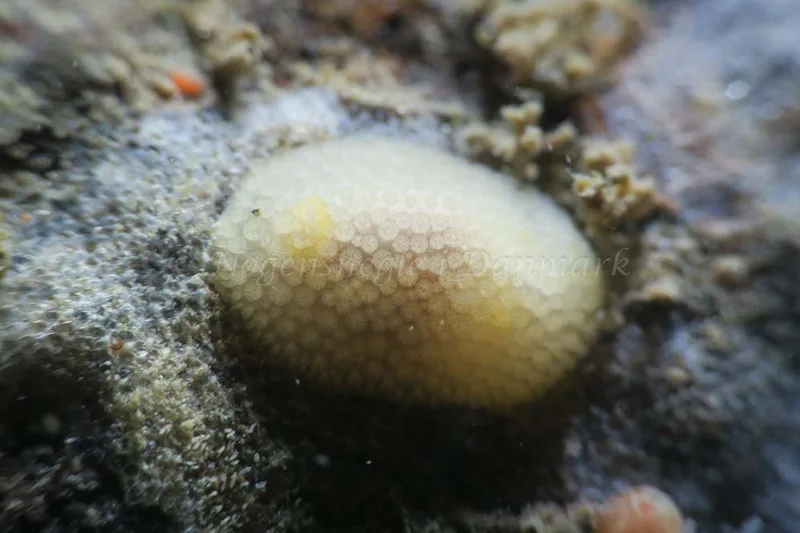 Onchidoris muricata - Ammoniakhavnen - Foto: HP Ølgaard