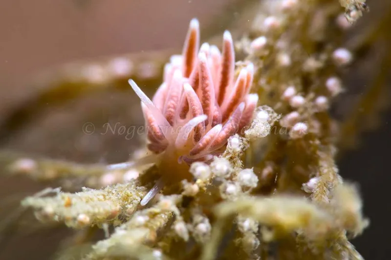 Cuthonella concinna - Ammoniakhavnen - Foto: HP Ølgaard