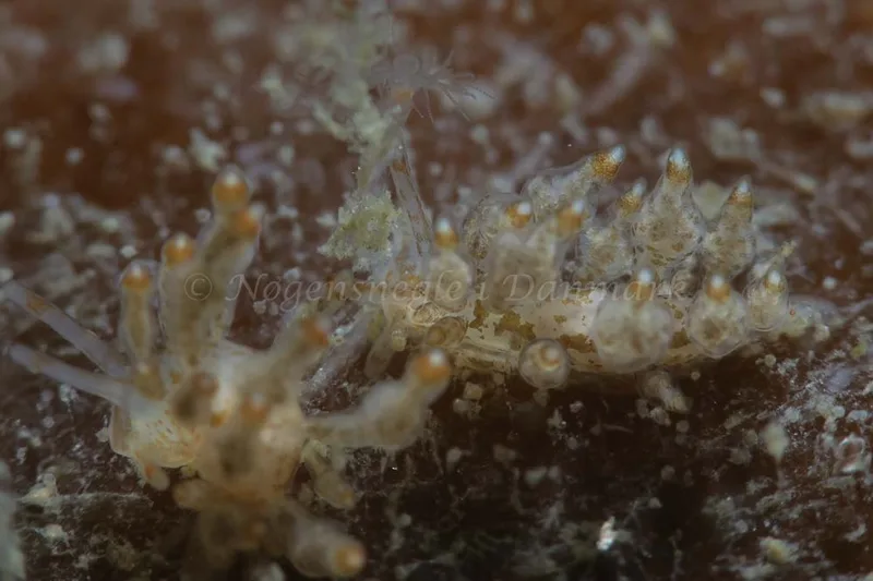 Eubranchus scintillans - Ammoniakhavnen - Foto: HP Ølgaard
