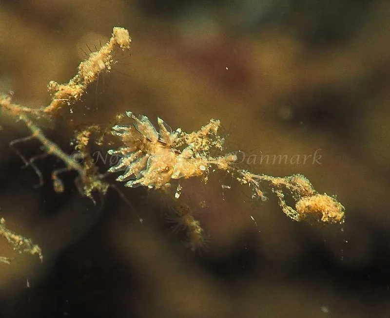 Eubranchus scintillans - Kollund Lillestrand - Foto: Jens Egon Jørgensen