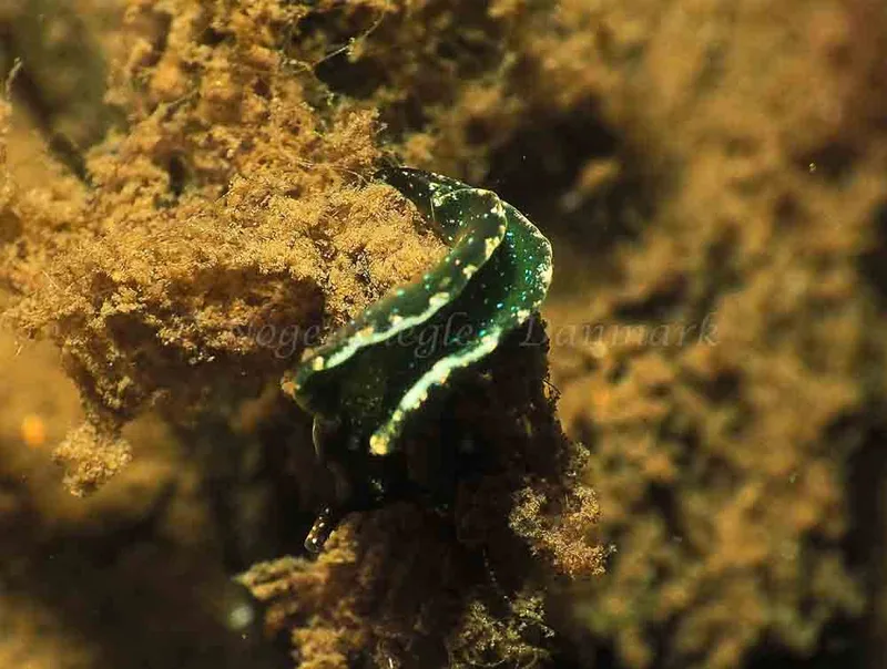 Elysia viridis - Kollund Lillestrand - Foto: Jens Egon Jørgensen