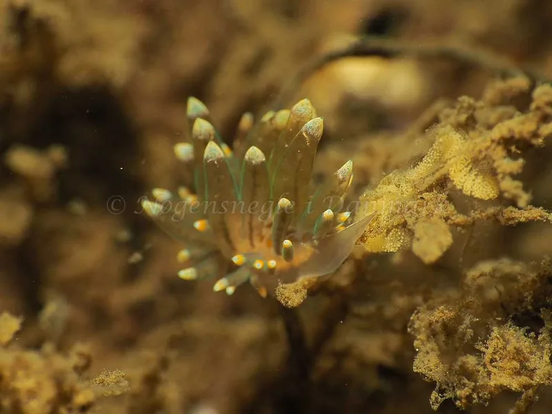 Amphorina viriola - Kollund Lillestrand - Foto: Jens Egon Jørgensen