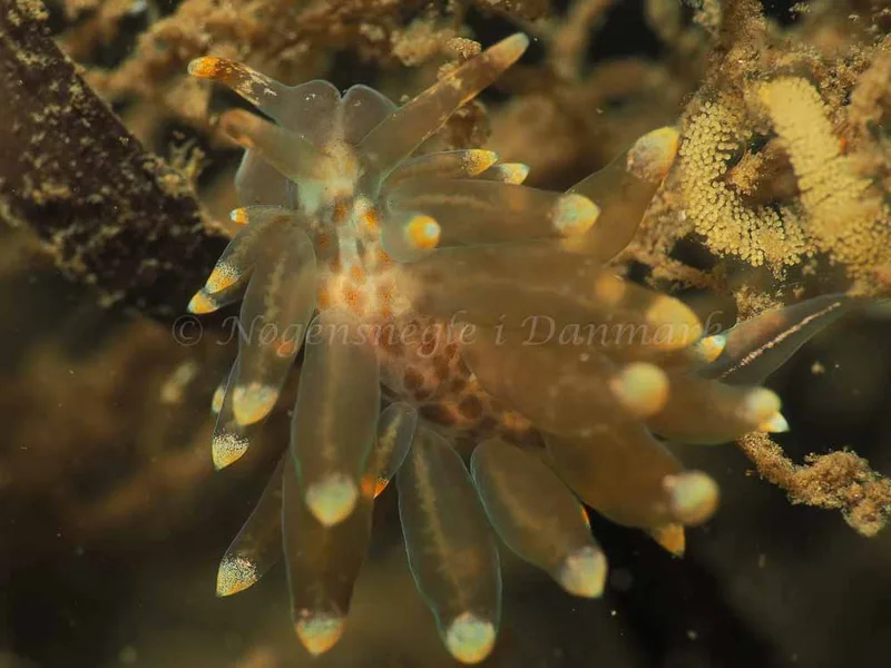 Amphorina viriola - Kollund Lillestrand - Foto: Jens Egon Jørgensen
