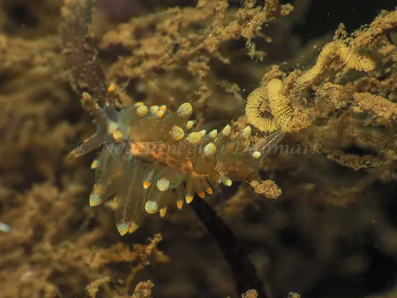 Amphorina viriola - Kollund Lillestrand - Foto: Jens Egon Jørgensen