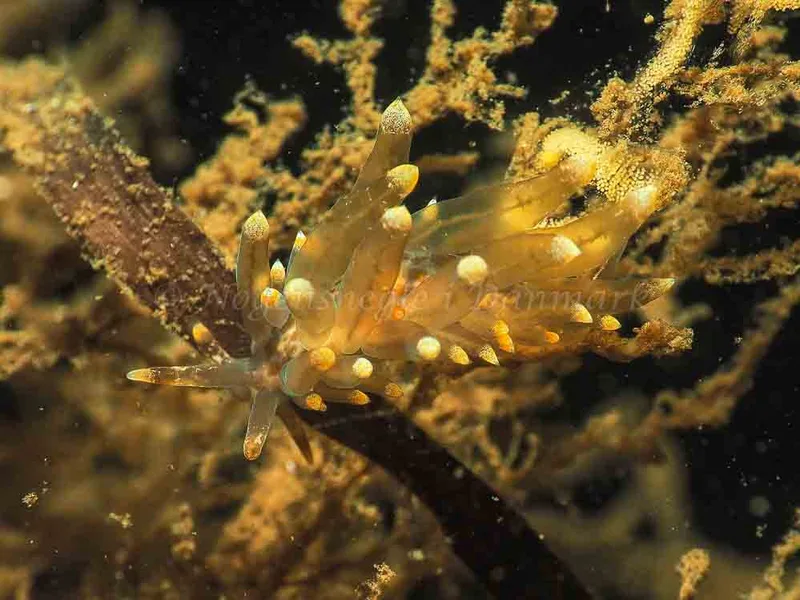 Amphorina viriola - Kollund Lillestrand - Foto: Jens Egon Jørgensen