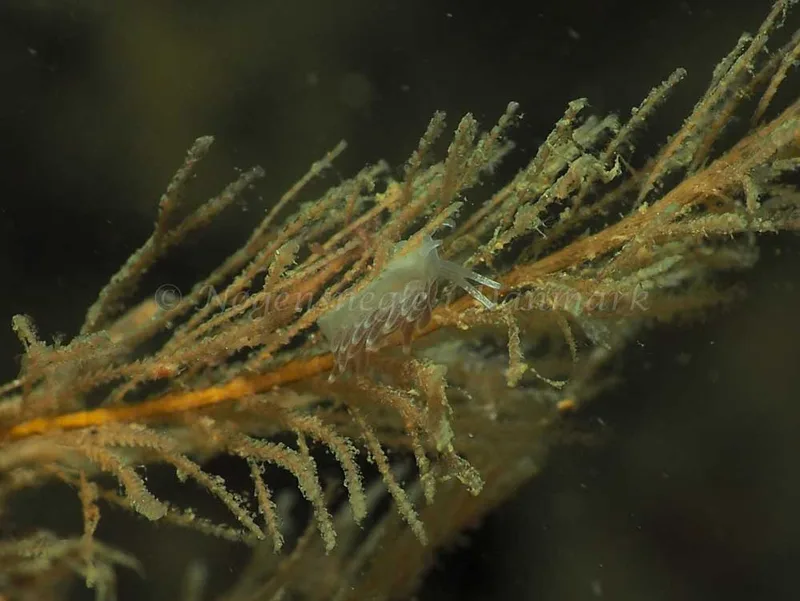 Cuthonella concinna - Ammoniakhavnen - Foto: Jens Egon Jørgensen