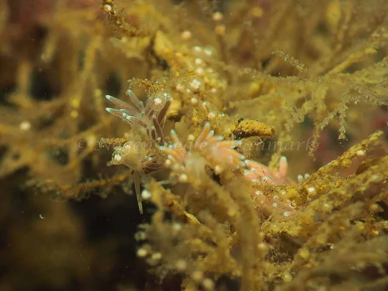 Cuthonella concinna - Ammoniakhavnen - Foto: Jens Egon Jørgensen