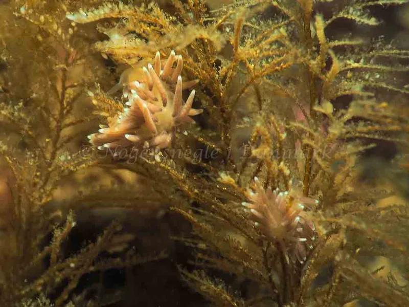 Cuthonella concinna - Ammoniakhavnen - Foto: Jens Egon Jørgensen