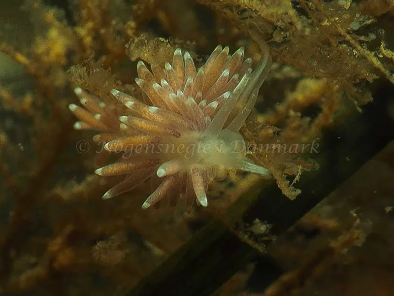 Cuthonella concinna - Ammoniakhavnen - Foto: Jens Egon Jørgensen