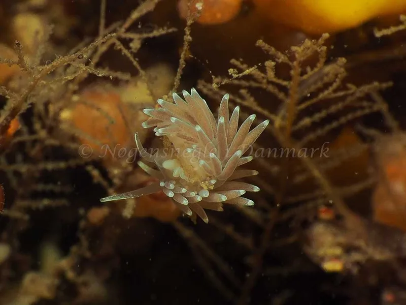 Cuthonella concinna - Ammoniakhavnen - Foto: Jens Egon Jørgensen