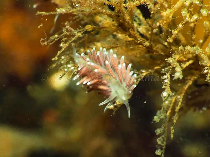 Cuthonella concinna - Ammoniakhavnen - Foto: Jens Egon Jørgensen