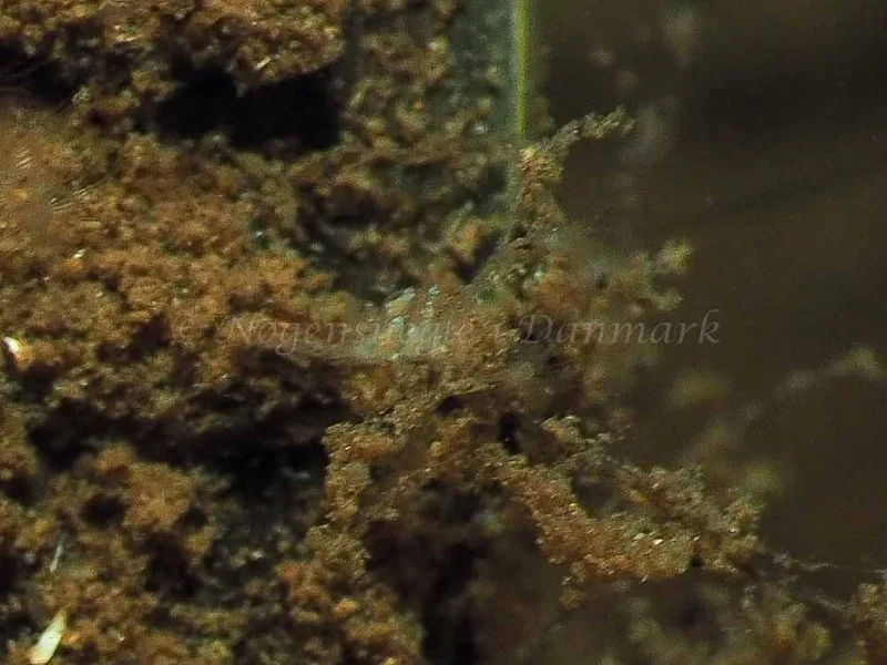 Eubranchus scintillans - Kollund Mole - Foto: Jens Egon Jørgensen