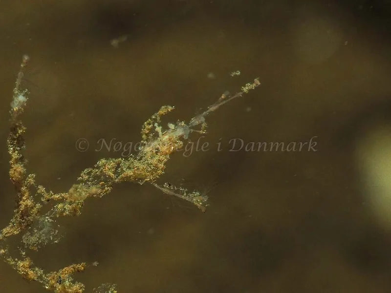 Eubranchus scintillans - Kollund Mole - Foto: Jens Egon Jørgensen