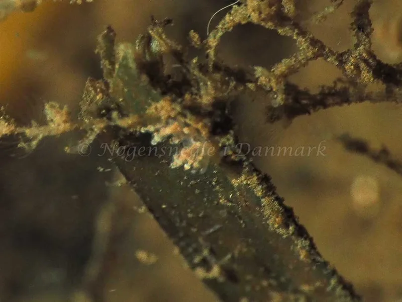 Eubranchus scintillans - Kollund Mole - Foto: Jens Egon Jørgensen