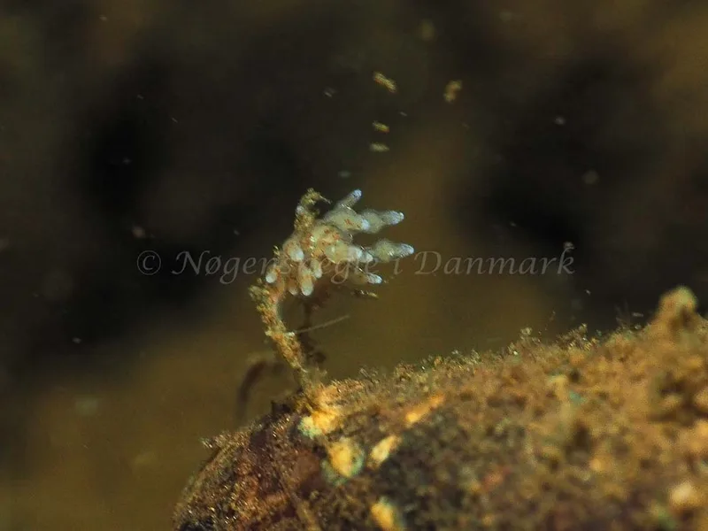 Eubranchus rupium - Kollund Mole - Foto: Jens Egon Jørgensen