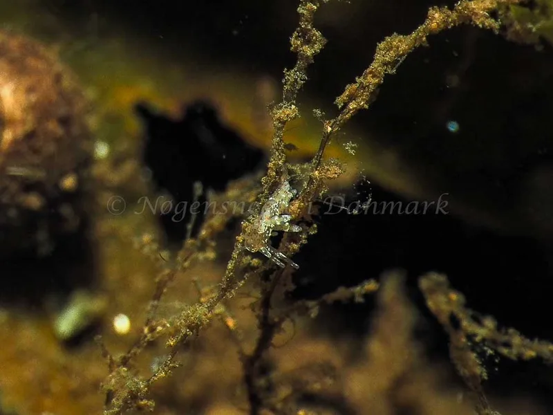 Eubranchus rupium - Kollund Mole - Foto: Jens Egon Jørgensen