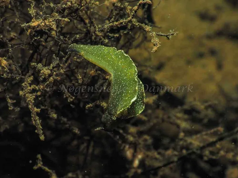 Elysia viridis - Kollund Mole - Foto: Jens Egon Jørgensen
